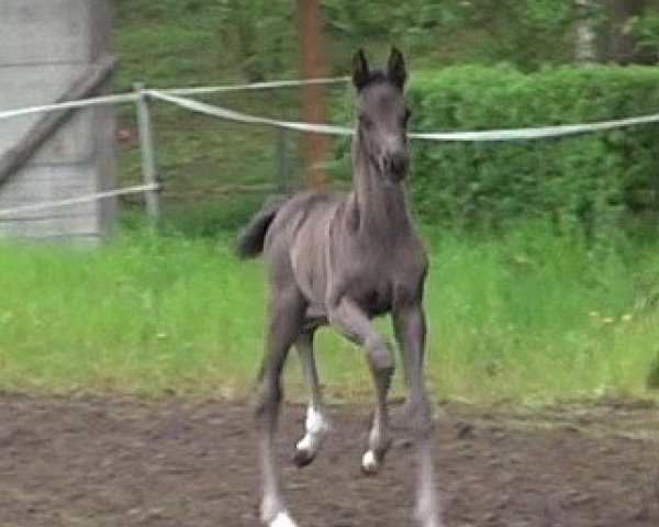 horse Bon Dancier (Hanoverian, 2021, from Bon Joker)