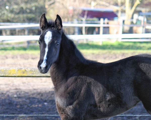 horse Briseis (Hanoverian, 2023, from Bon Joker)