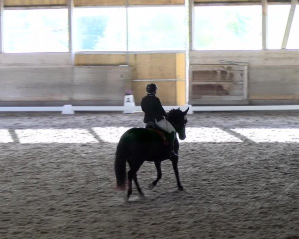 Reitturnier Urtenen-Schönbühl 2023