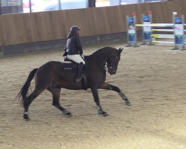 Reitturnier Zwickau 2023