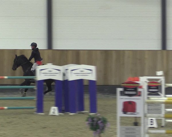 Reitturnier Zwickau 2023