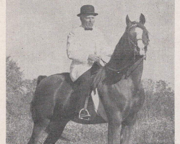 stallion El Nahar ox (Arabian purebred, 1946, from Naharin ox)