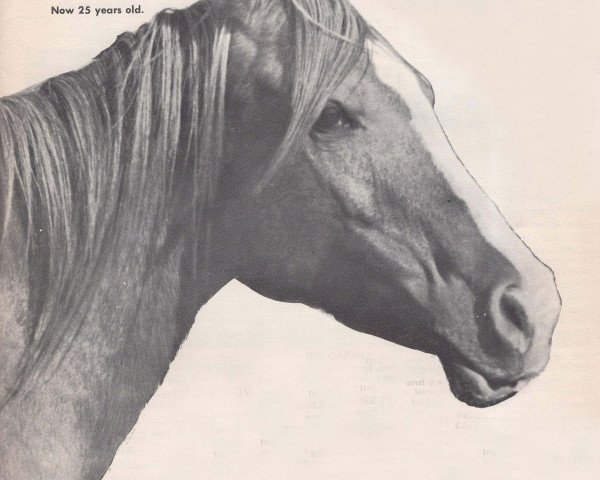 broodmare Rahma ox (Arabian purebred, 1938, from Ronek ox)