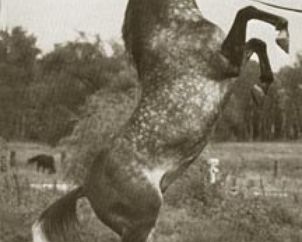 Deckhengst Serris ox (Vollblutaraber, 1962, von Fa-Serr ox)