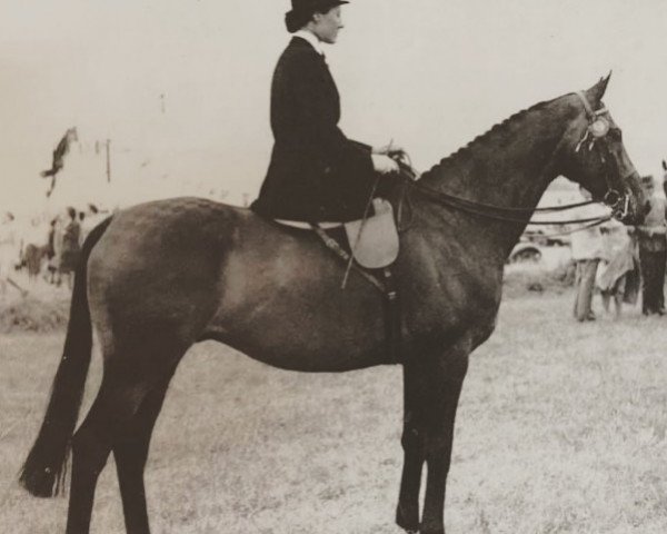 horse Holyport (Thoroughbred, 1942, from Steel-Point xx)