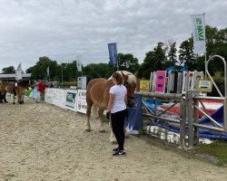 broodmare Emilia (Rhenish-German Cold-Blood, 2019, from Elias)