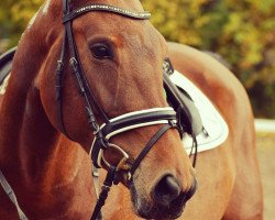 Springpferd Luciana 137 (KWPN (Niederländisches Warmblut), 2016, von Guardian S)