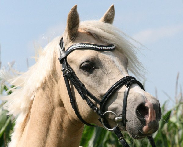 stallion Charly Checker (Westphalian, 2012, from Top Carlos Cassini)