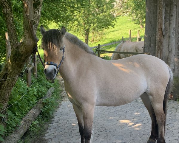 broodmare Lina (Fjord Horse, 2018, from Marlon)