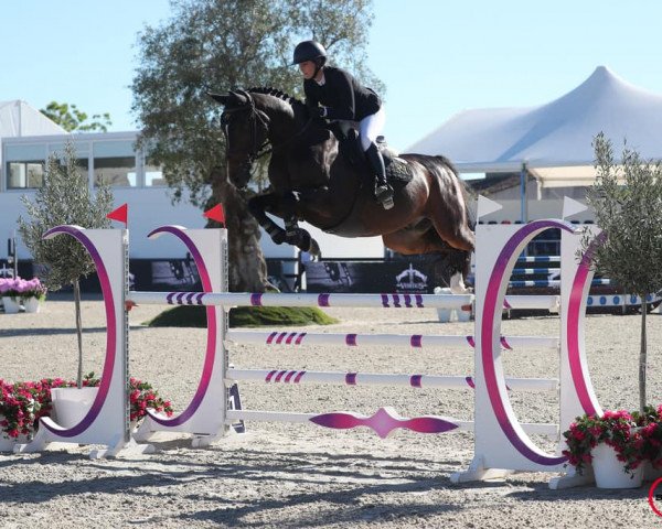 jumper FLOCON DE LA FOURERIE (Selle Français, 2015, from Canturo)
