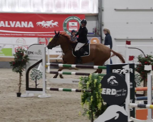 Reitturnier Borken 2023