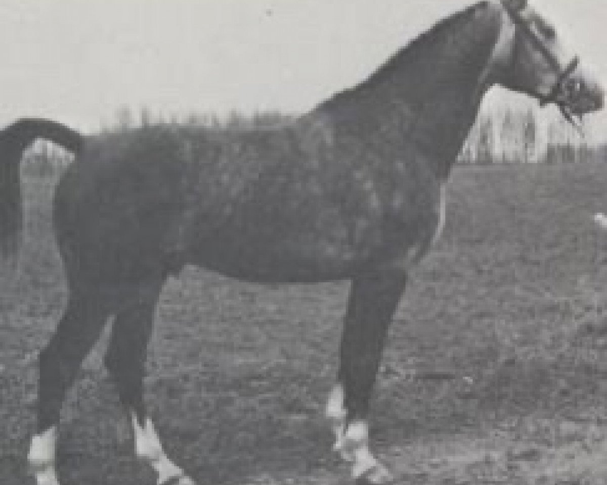 stallion Almedeux (Belgian Warmblood, 1982, from Alme)