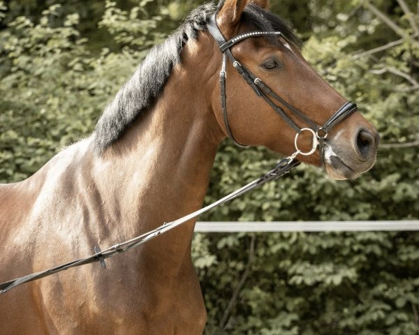 horse Action (KWPN (Royal Dutch Sporthorse), 2017, from Expression)