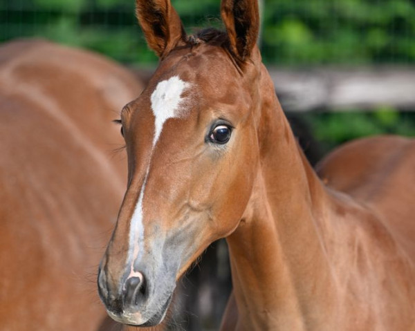 horse Airbus de Bettincourt (Belgian Warmblood, 2023, from Check In 2)