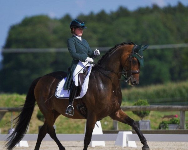 dressage horse Fine Design S (Westphalian, 2014, from Fürstenball)