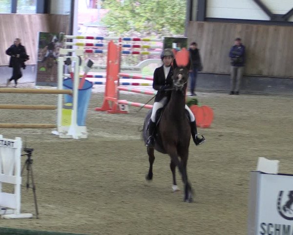 Reitturnier Zwickau 2023