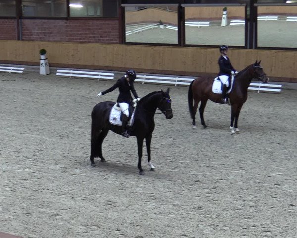 Reitturnier Hamburg-Friedrichshulde/Sylva Kuhrt 2023