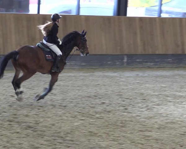 Reitturnier Zwickau 2023