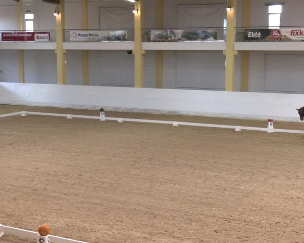 Dressurturnier Stadl Paura 2023