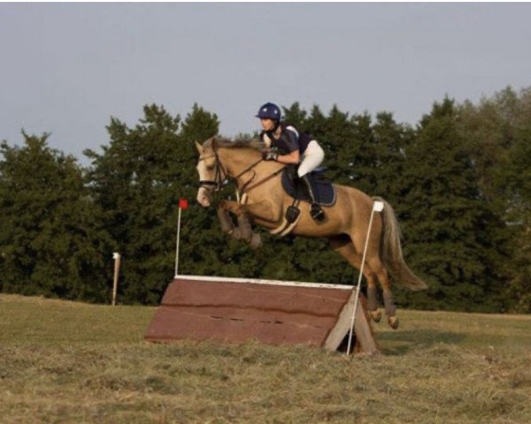 broodmare Sunshine 673 (German Riding Pony, 2012, from FS Mr. Right)