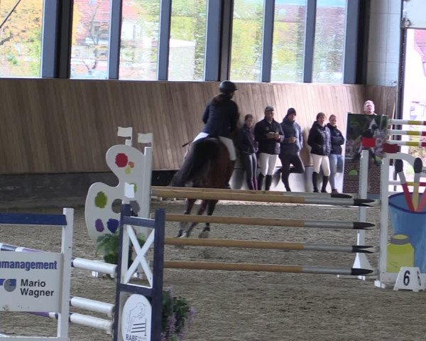 Reitturnier Zwickau 2023
