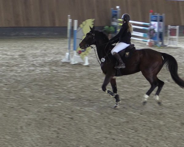 Reitturnier Zwickau 2023
