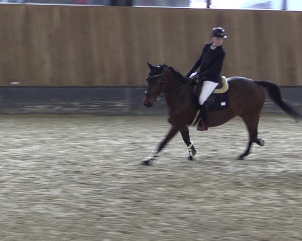 Reitturnier Zwickau 2023