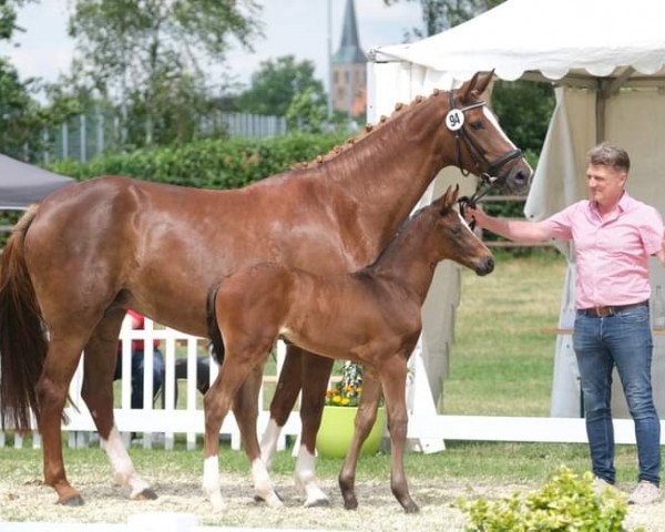 broodmare Biscaja (Westphalian, 2011, from Belissimo NRW)