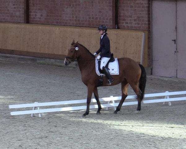 Reitturnier Hamburg-Friedrichshulde/Sylva Kuhrt 2023