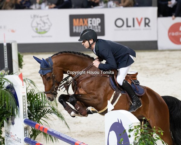 stallion Cancellara VDM Z (Zangersheide riding horse, 2014, from Chellsini Z)