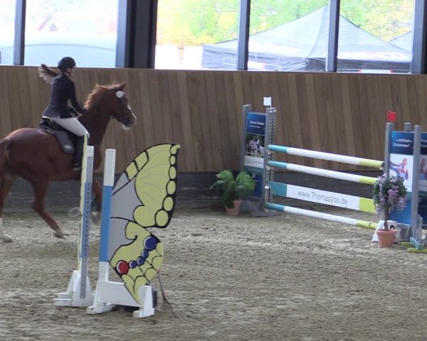 Reitturnier Zwickau 2023