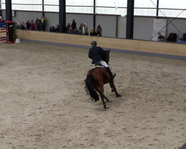 Reitturnier Borken 2023