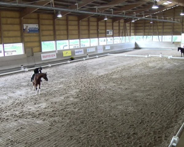 Reitturnier Urtenen-Schönbühl 2023