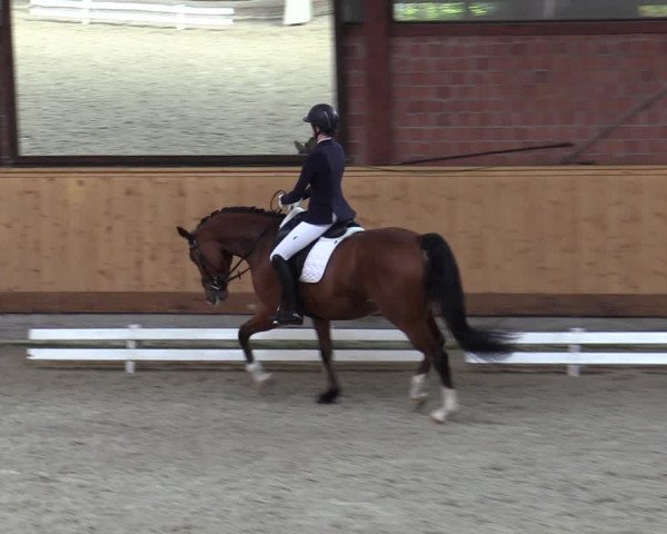 Reitturnier Hamburg-Friedrichshulde/Sylva Kuhrt 2023