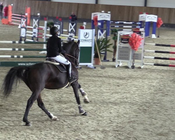 Reitturnier Zwickau 2023