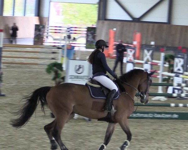 Reitturnier Zwickau 2023