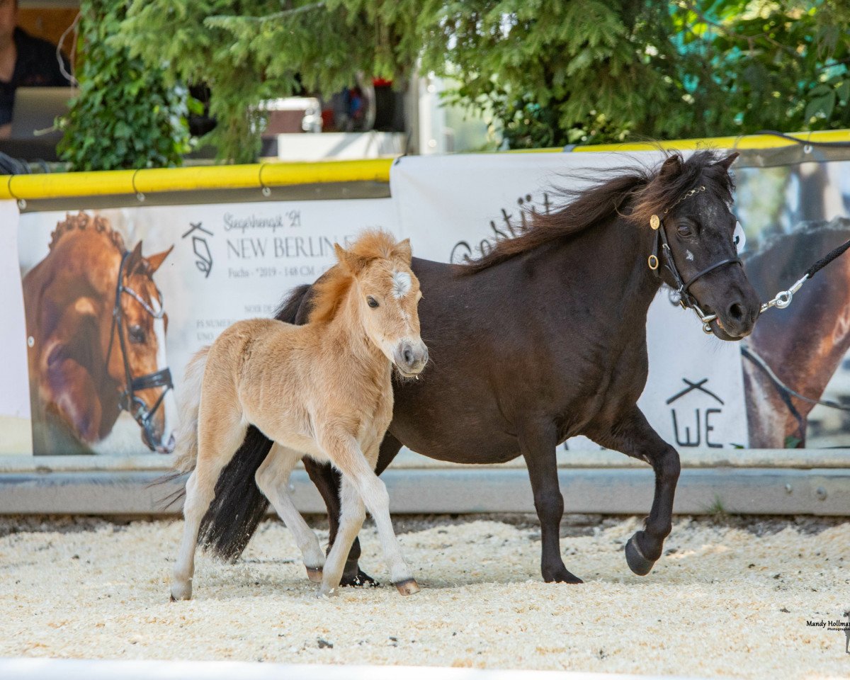 broodmare Grete van Breugel (Dt.Part-bred Shetland pony, 2023, from Prince von Warfen)