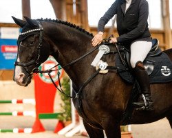 jumper Hancock 8 (Trakehner, 2008, from Hirtentanz 2)