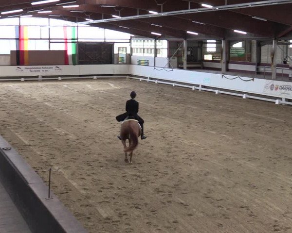 Reitturnier Marl, Hof Rohmann 2023