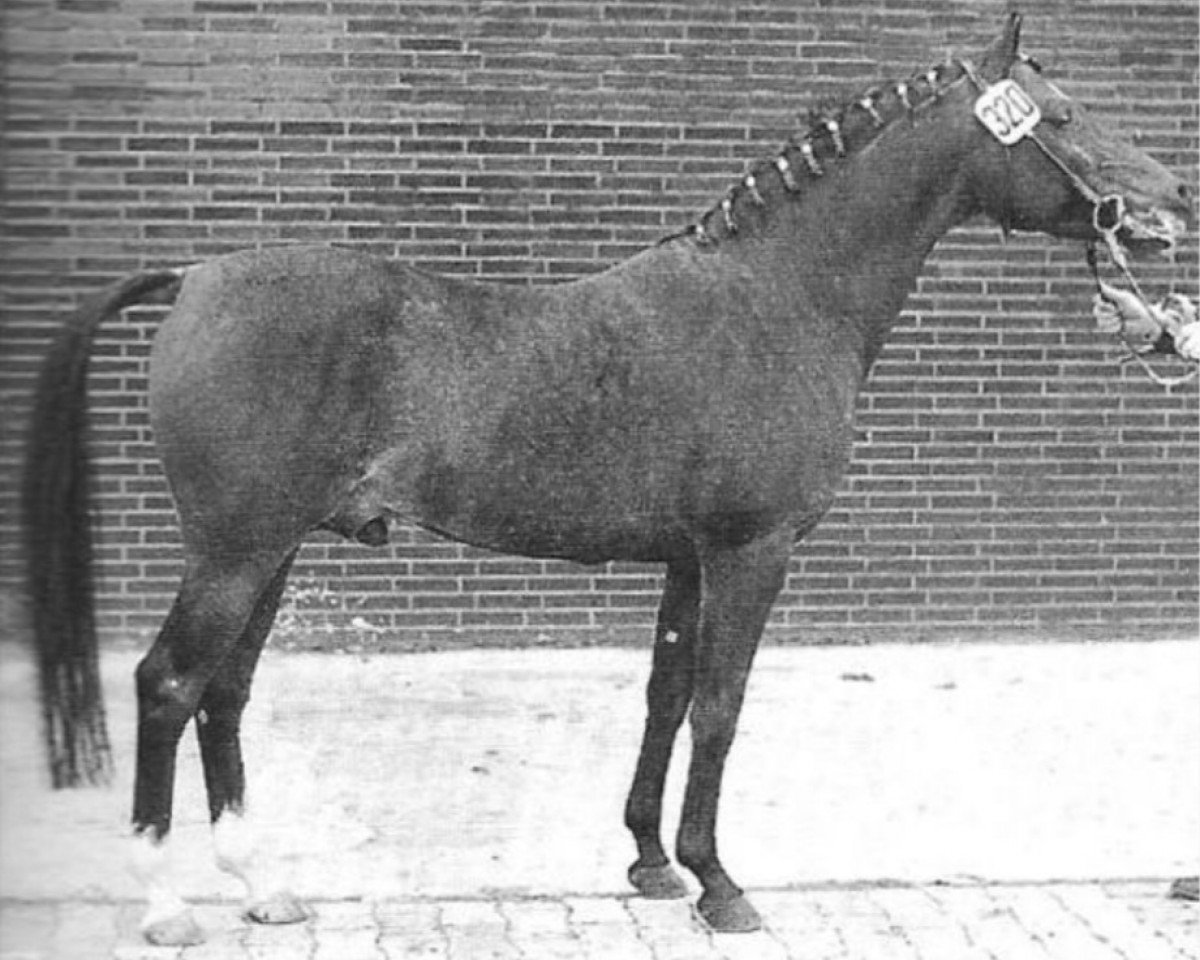 stallion Merafic ox (Arabian purebred, 1966, from Daikir ox)