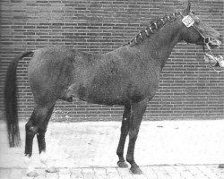 stallion Merafic ox (Arabian purebred, 1966, from Daikir ox)