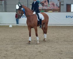 dressage horse Dante de Ymas (Spanish Sport Horse, 2016, from Don Juan de Hus)