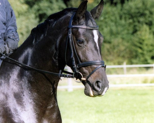 broodmare Donna Mae (Hanoverian, 2003, from Don Bosco)