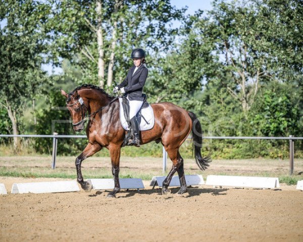 dressage horse Fin Beau H (Westphalian, 2012, from Fairbanks)