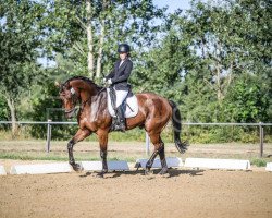 dressage horse Fin Beau H (Westphalian, 2012, from Fairbanks)