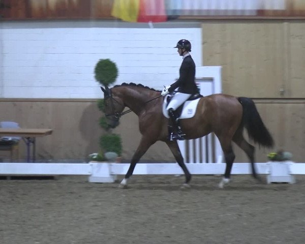 Reitturnier Hövelhof 2023
