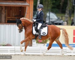 Dressurpferd Dukat 280 (Deutsches Reitpony, 2007, von Dornik Boy)