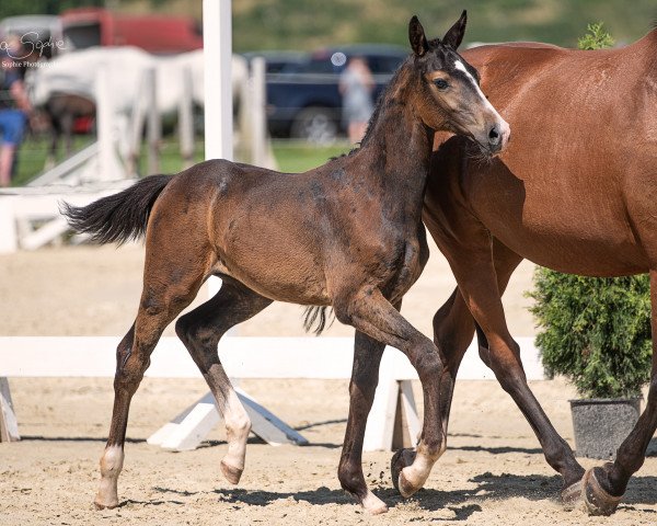 Pferd Charmeur D'Ariel (Westfale, 2023, von Charmeur Blanc)