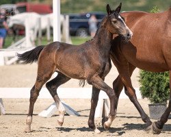horse Charmeur D'Ariel (Westphalian, 2023, from Charmeur Blanc)
