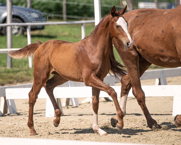 Pferd Valentino Star (Westfale, 2023, von Volltreffer)